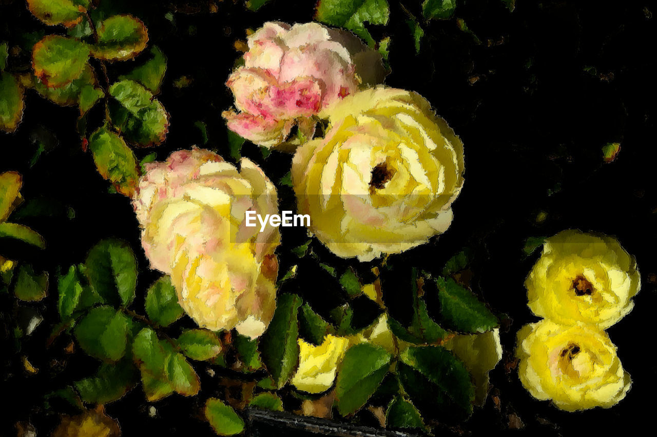 CLOSE-UP OF YELLOW FLOWER