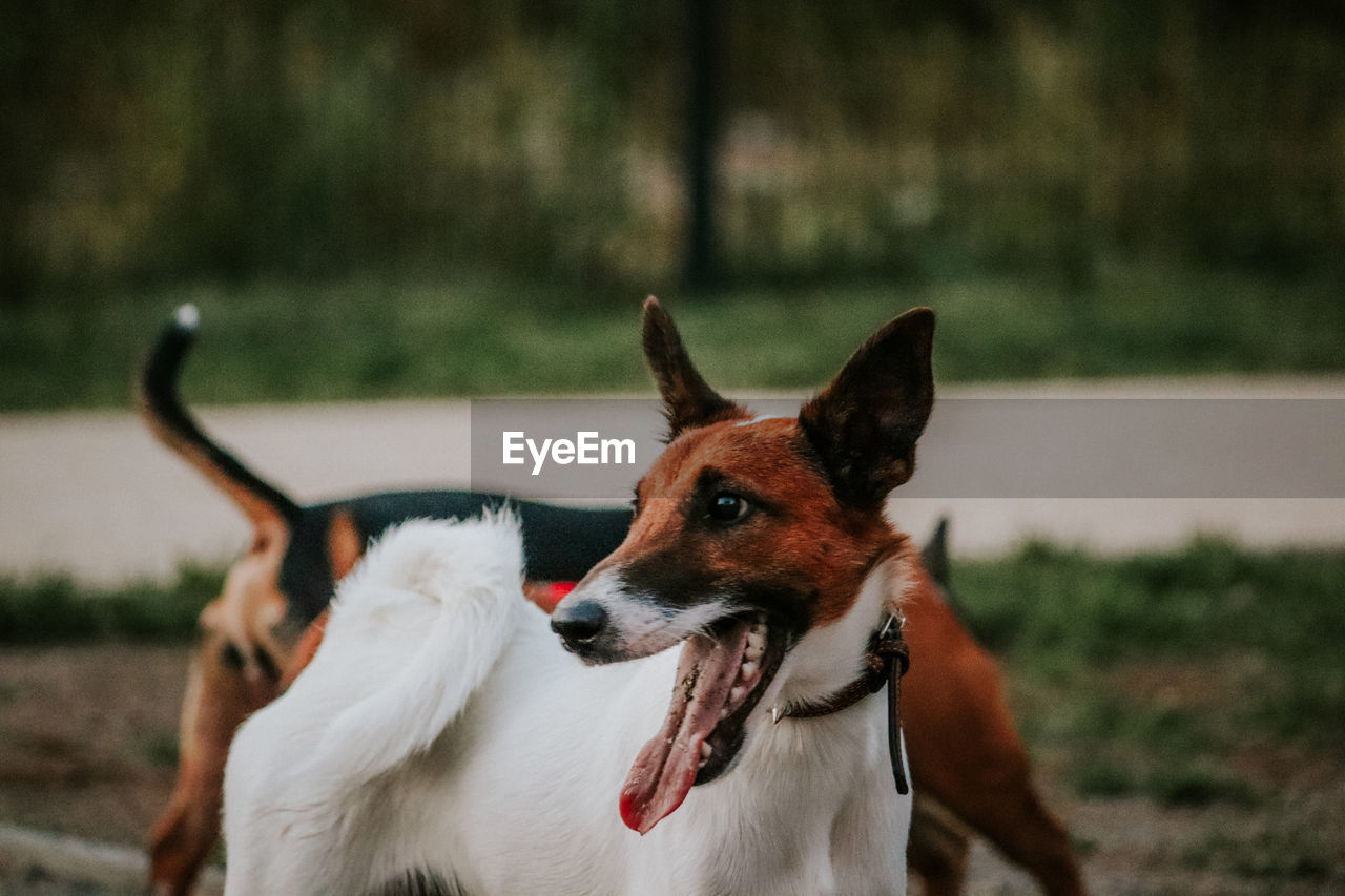 Dog looking away on field