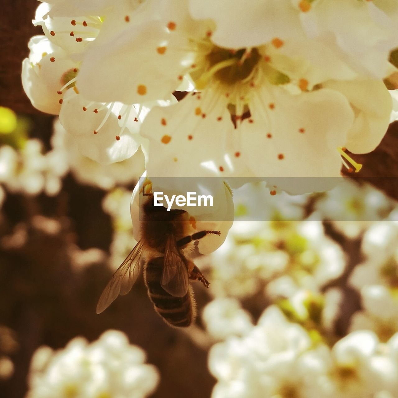 CLOSE-UP OF BEE ON WHITE BLOSSOM