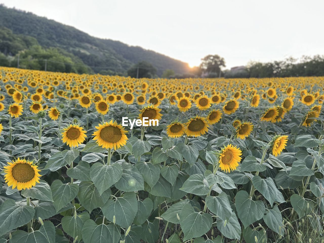 plant, flower, landscape, sunflower, nature, beauty in nature, flowering plant, rural scene, land, field, sky, growth, freshness, agriculture, environment, yellow, scenics - nature, no people, crop, flower head, farm, tranquility, plant part, abundance, leaf, day, tranquil scene, fragility, outdoors, mountain, inflorescence, clear sky, non-urban scene, petal, tree, springtime, food, food and drink, idyllic, cloud, sunlight, summer, sunflower seed
