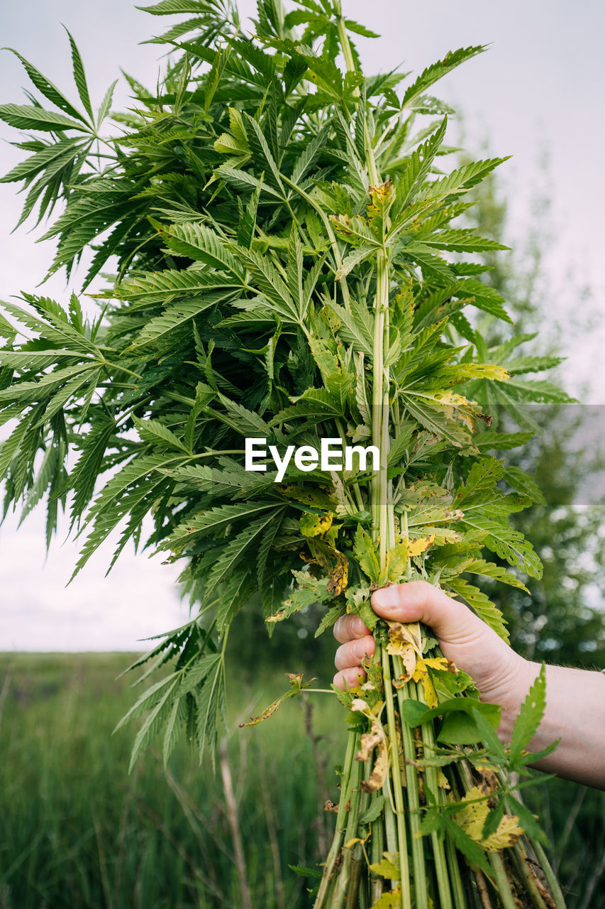 cropped hand of woman holding plant