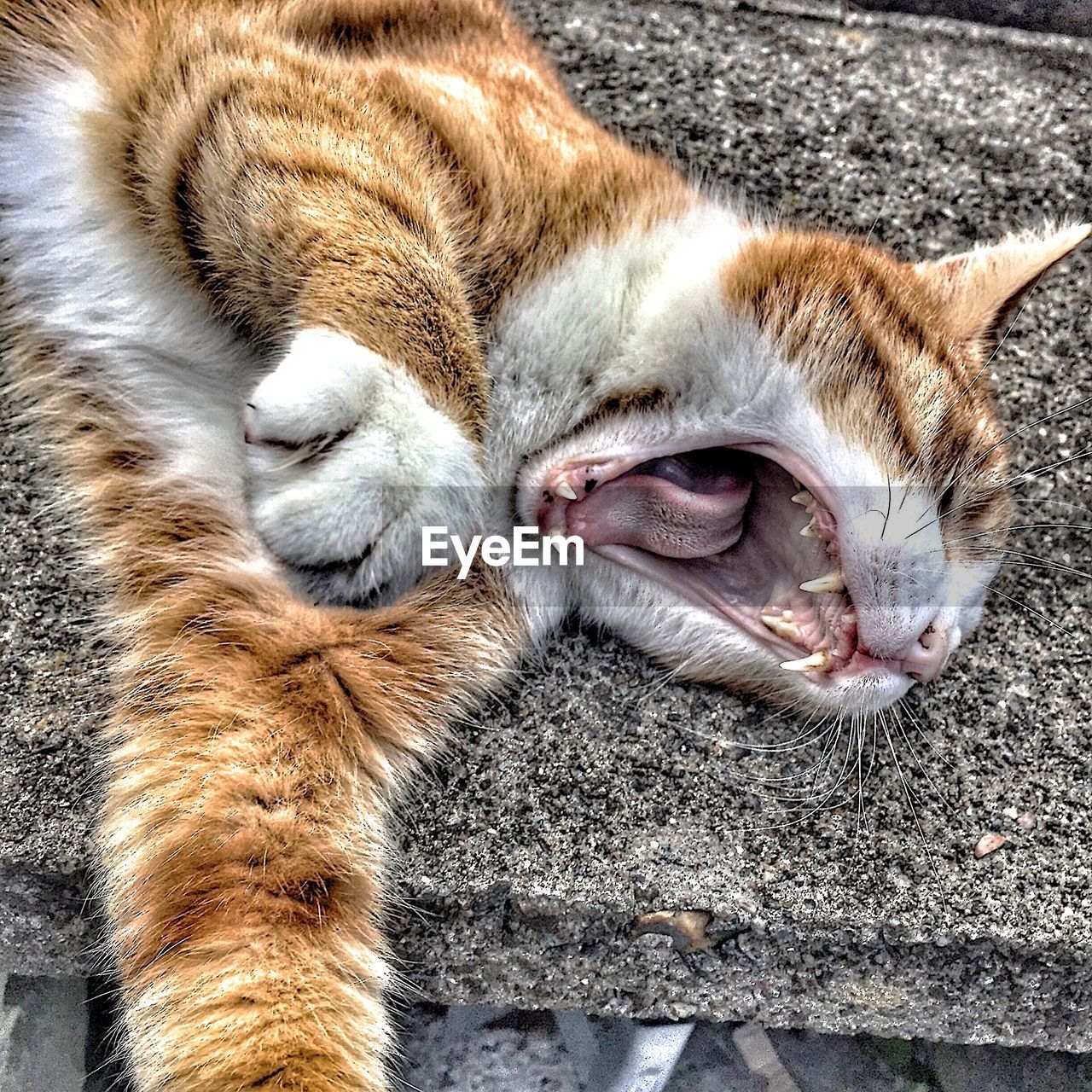 High angle view of cat lying down