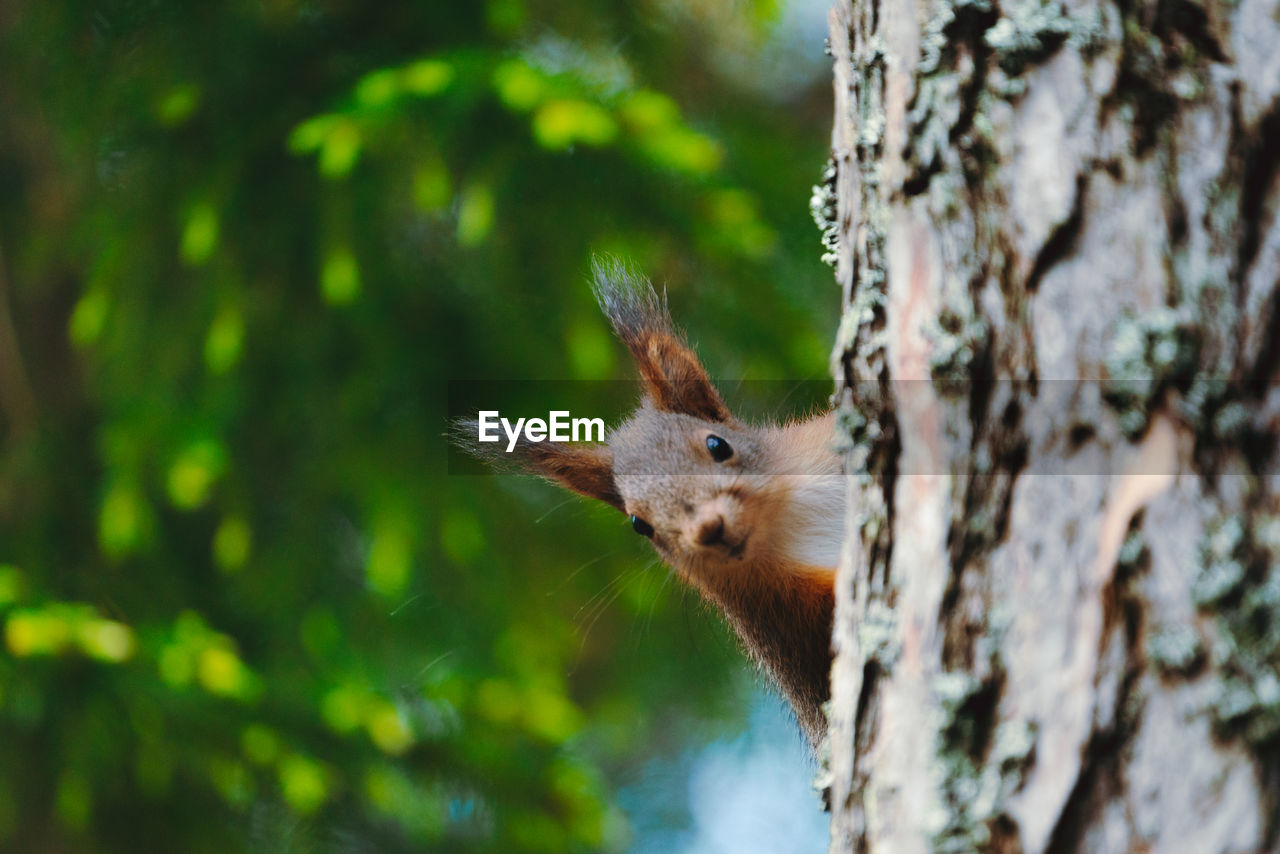 Close-up of squirrel on tree trunk