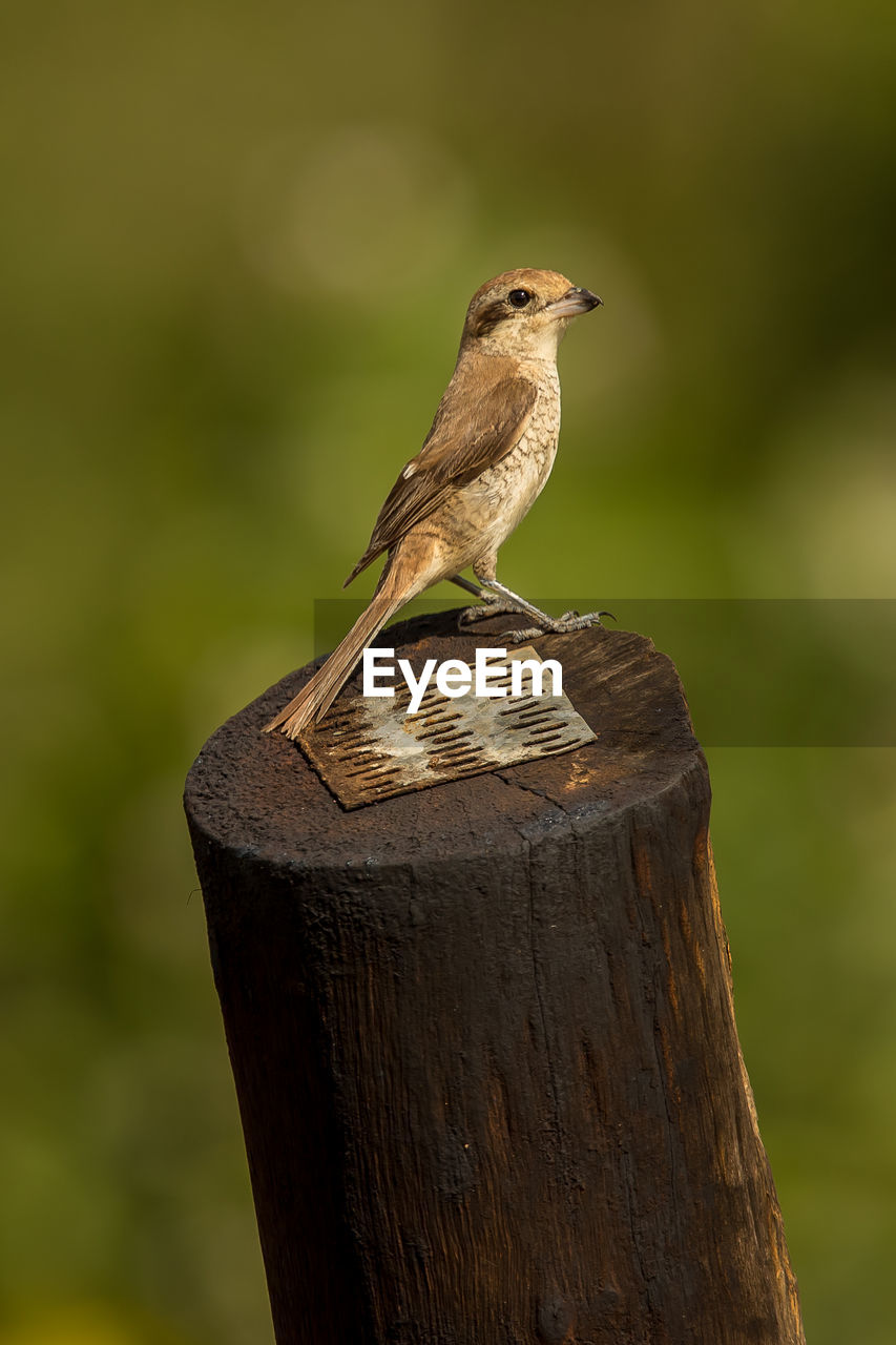 CLOSE-UP OF A BIRD PERCHING ON WOODEN POST