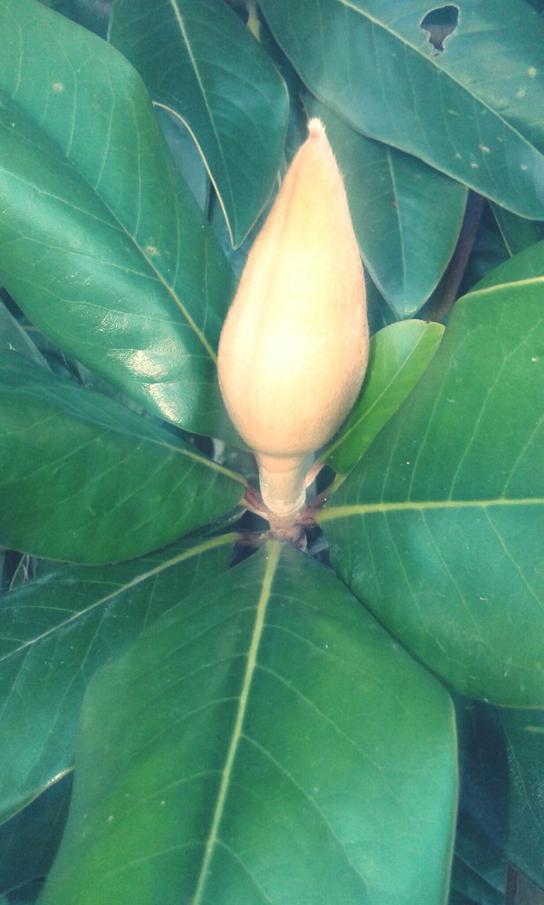 CLOSE-UP OF LEAF