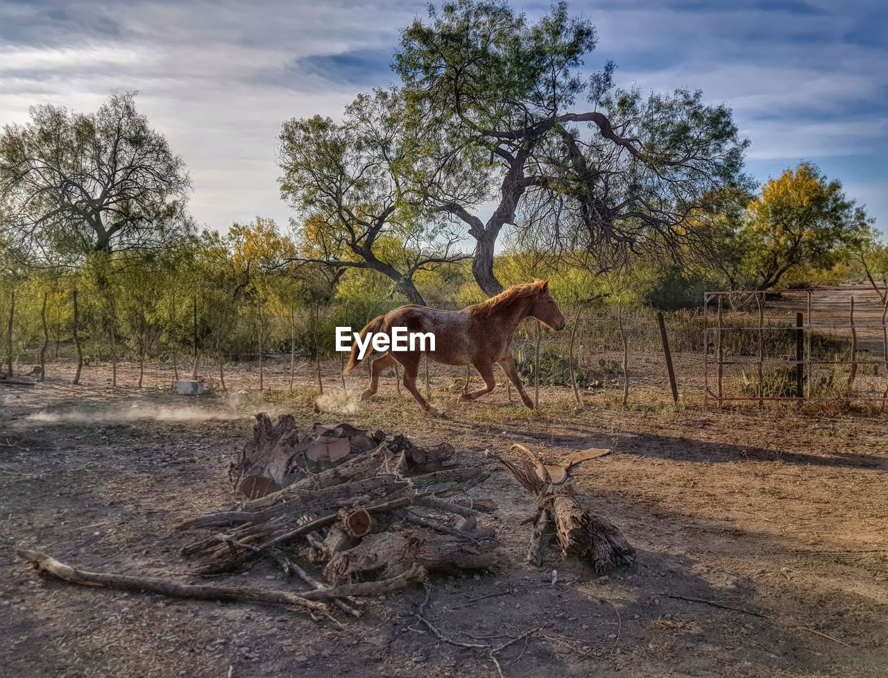 tree, animal themes, animal, mammal, plant, sky, animal wildlife, nature, one animal, wildlife, cloud, savanna, no people, domestic animals, landscape, land, environment, wilderness, day, outdoors, full length, pet, field, horse, rural area