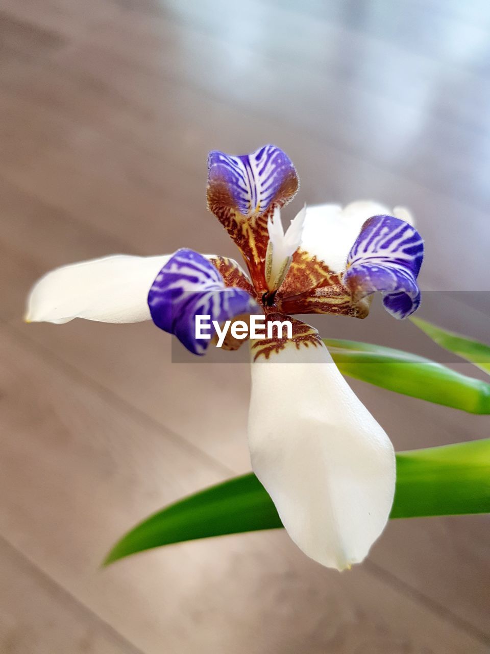 CLOSE-UP OF WHITE IRIS FLOWER