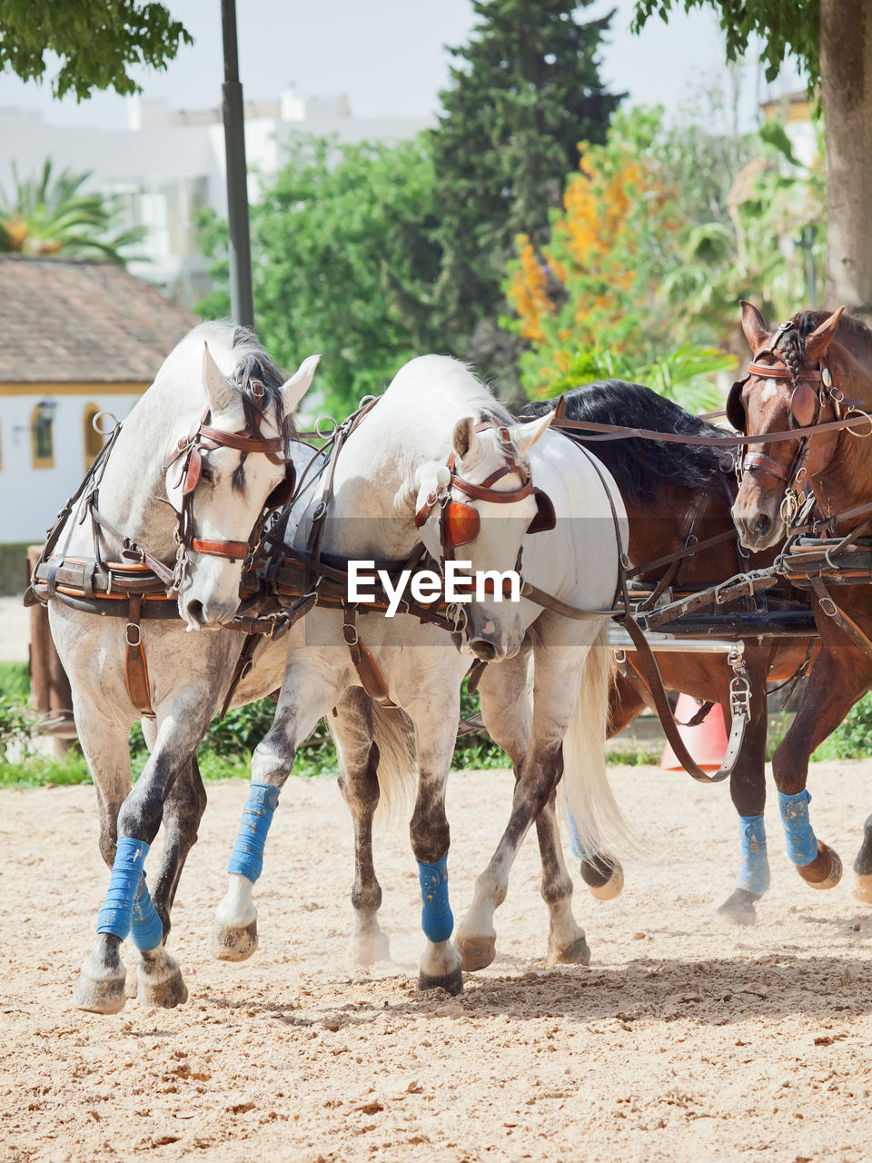 Horse cart moving on dirt road