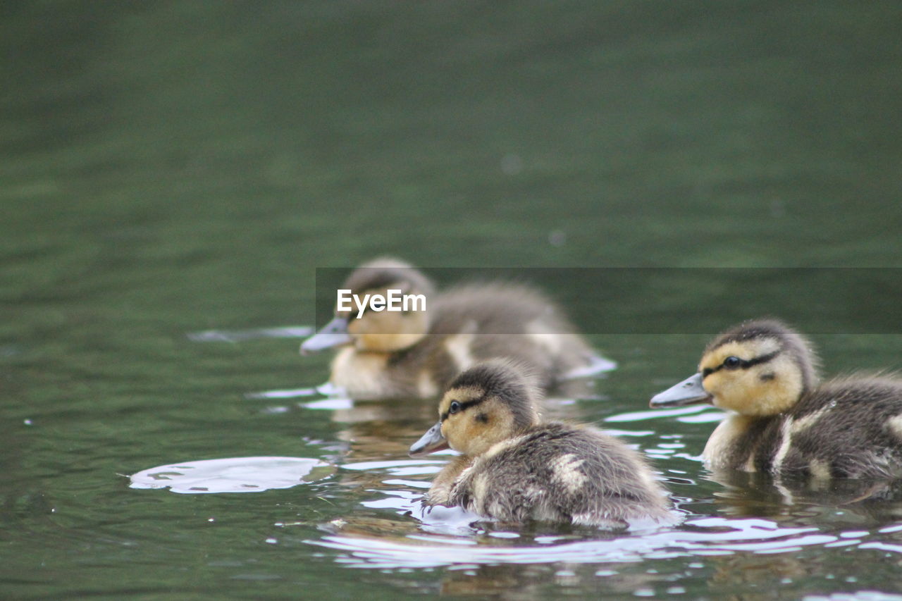 DUCKS SWIMMING ON LAKE