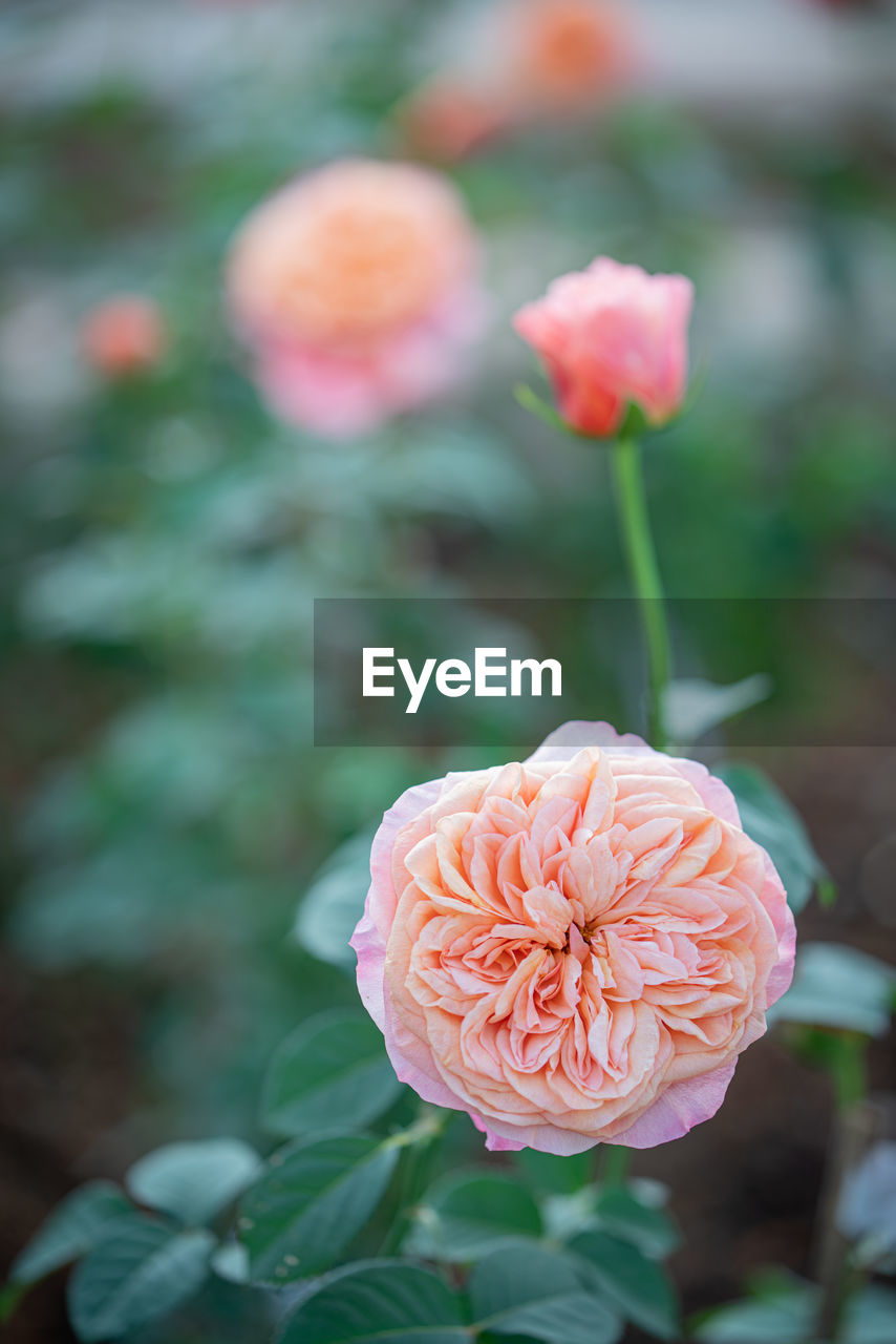 Close-up of pink rose