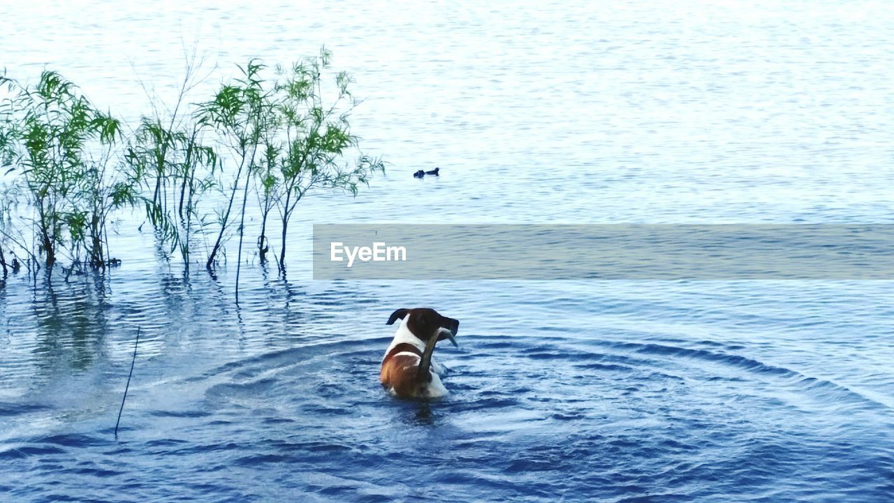 Dog in lake