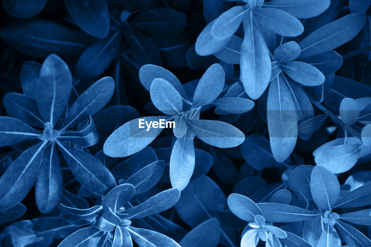 Full frame shot of blue flowering plants in park