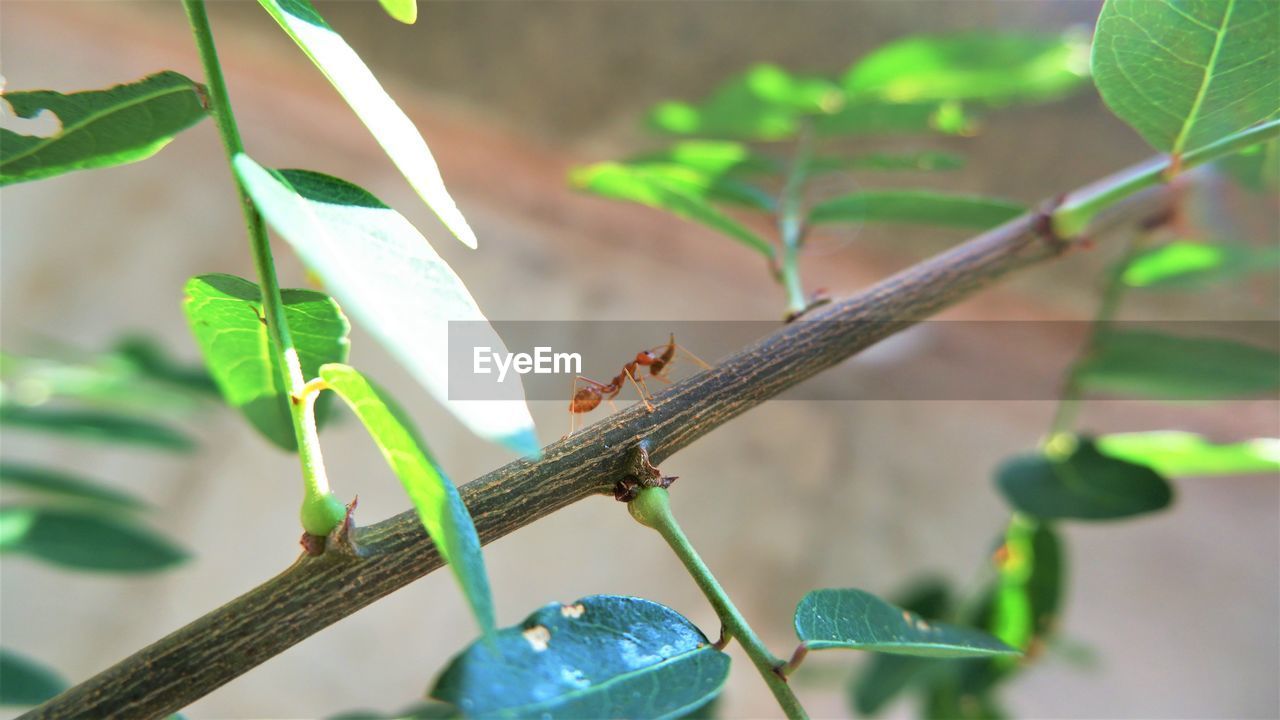 1 red ant carry food on the branches.