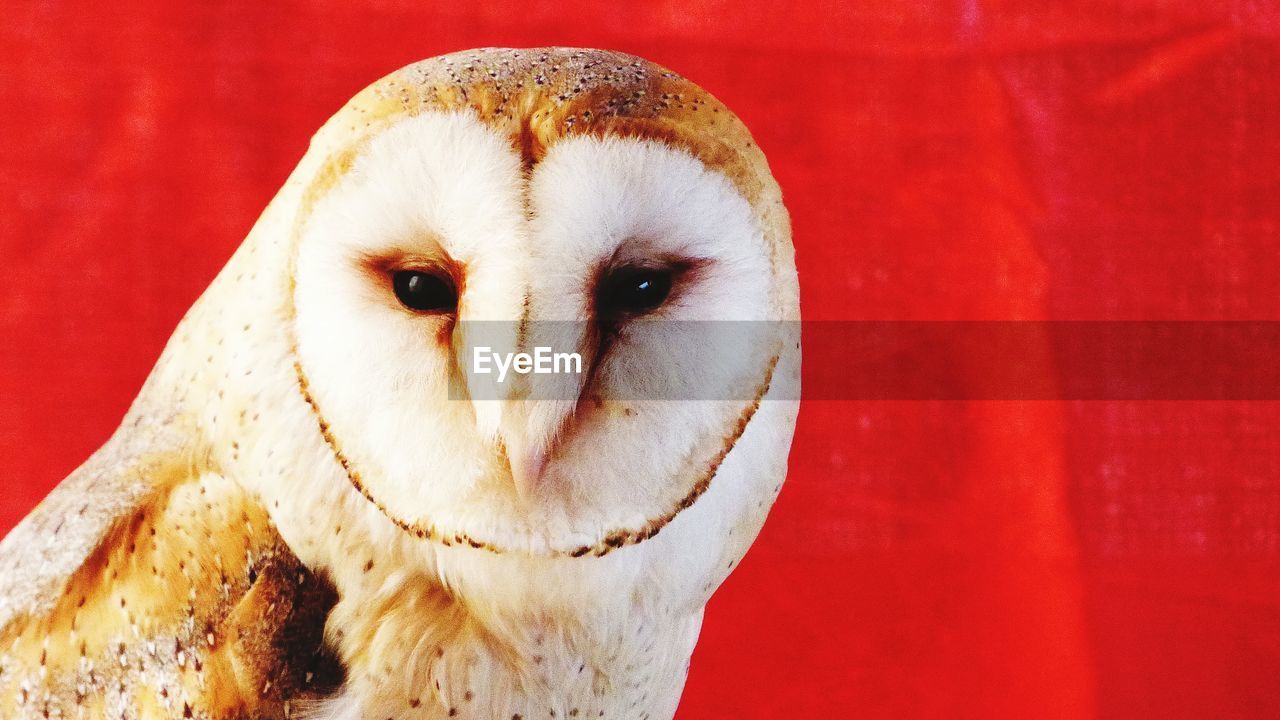 Close-up portrait of an owl