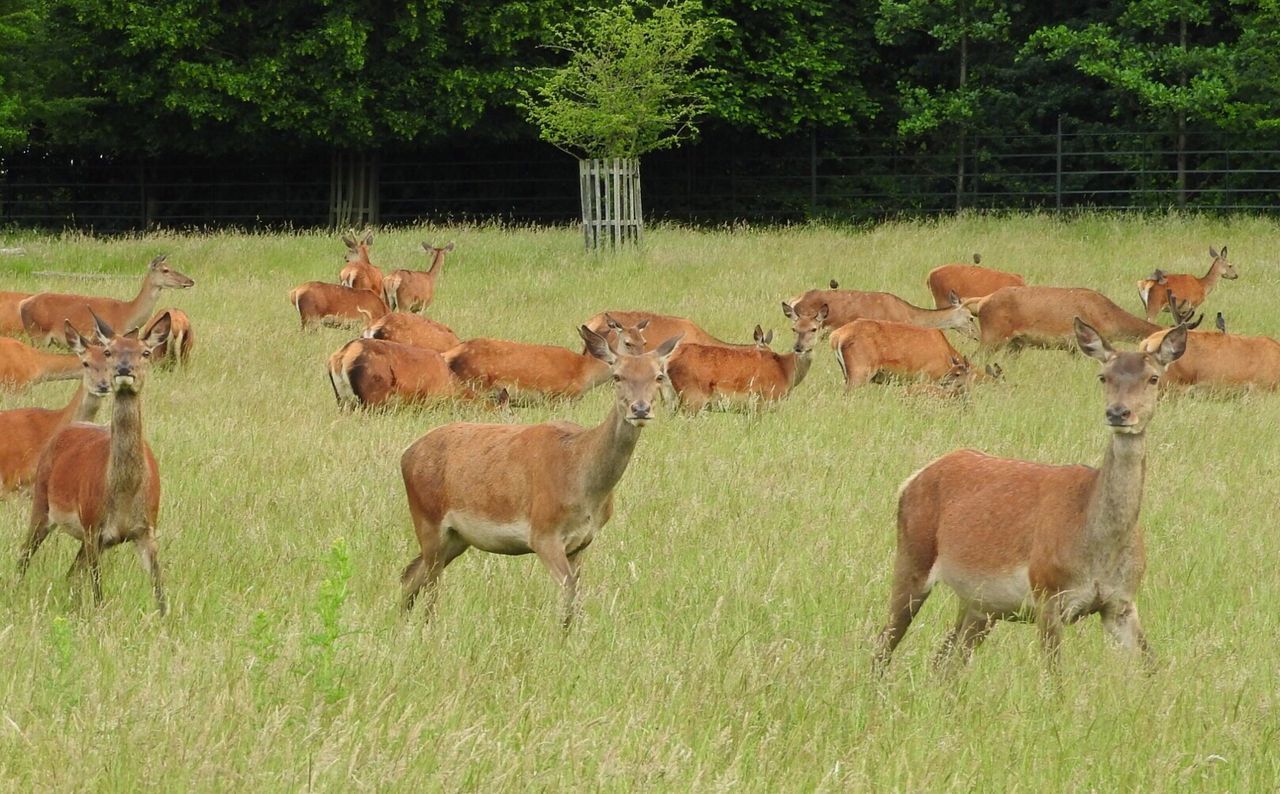 HORSES STANDING ON FIELD