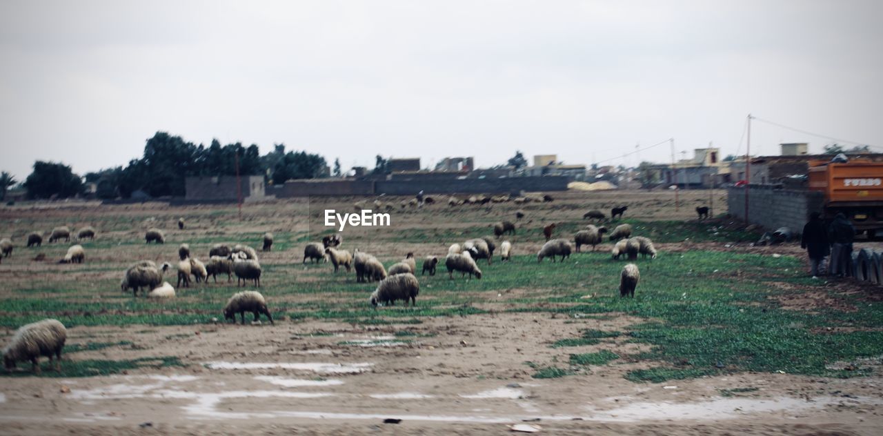 FLOCK OF SHEEP ON THE FIELD