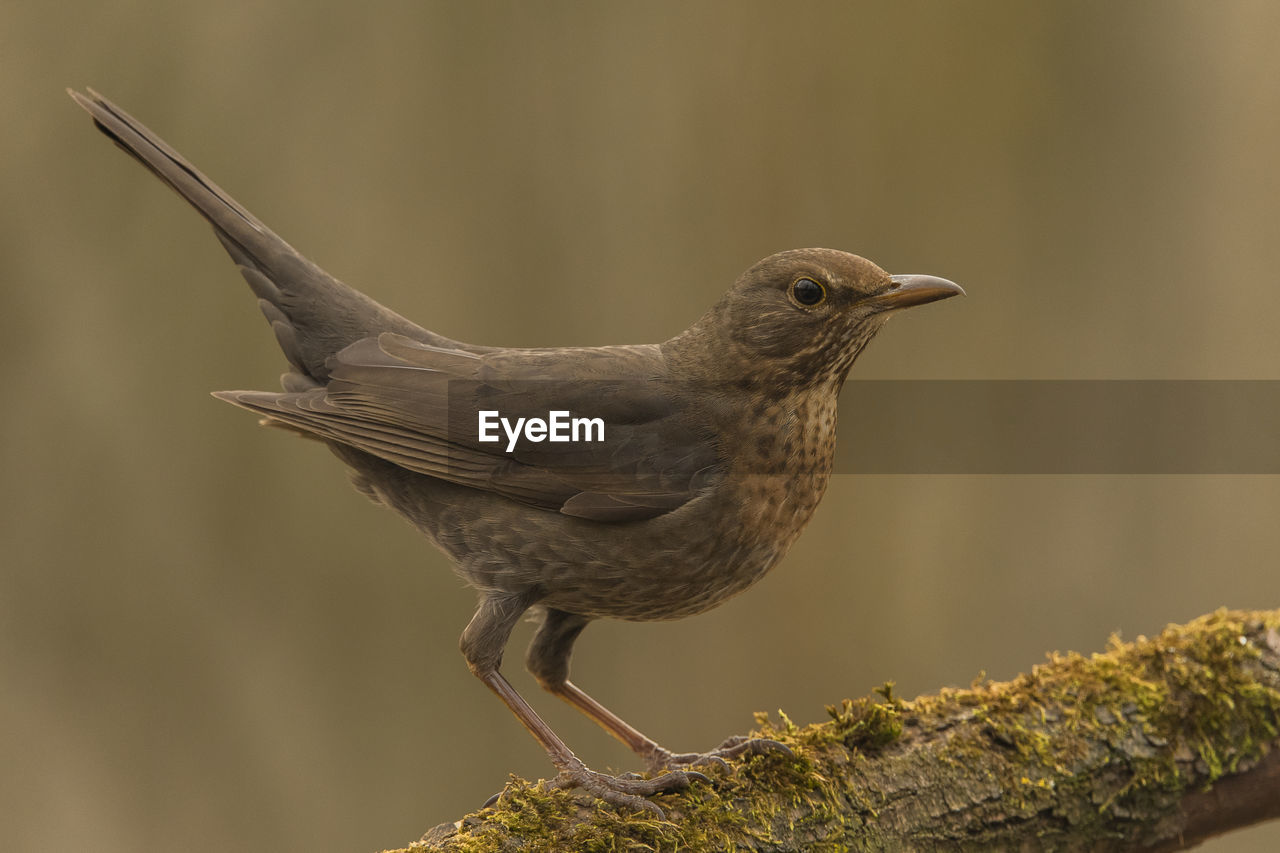 Close-up of bird perching on branch