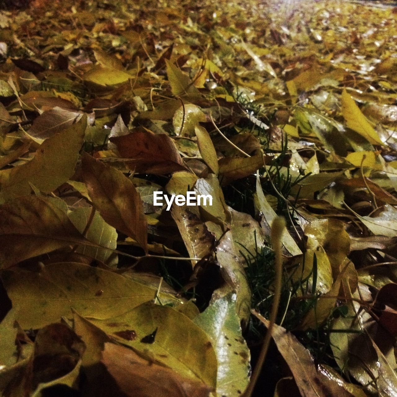 LEAVES ON GROUND