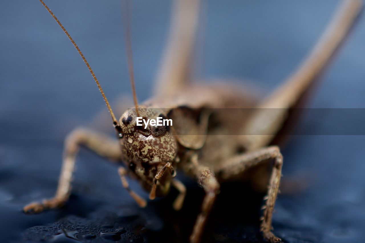 Close-up of grasshopper on wet surface