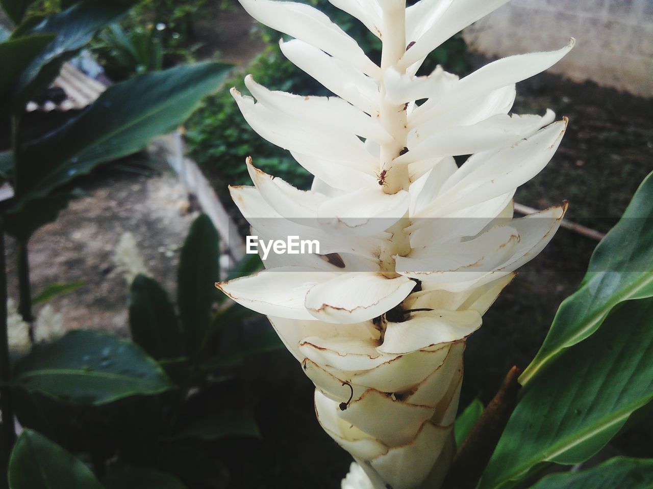 CLOSE-UP OF FLOWERS