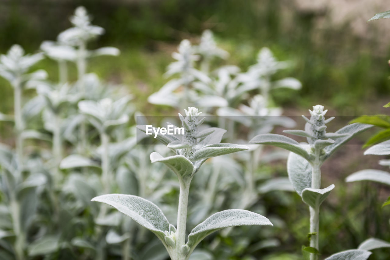 CLOSE-UP OF FLOWERING PLANTS