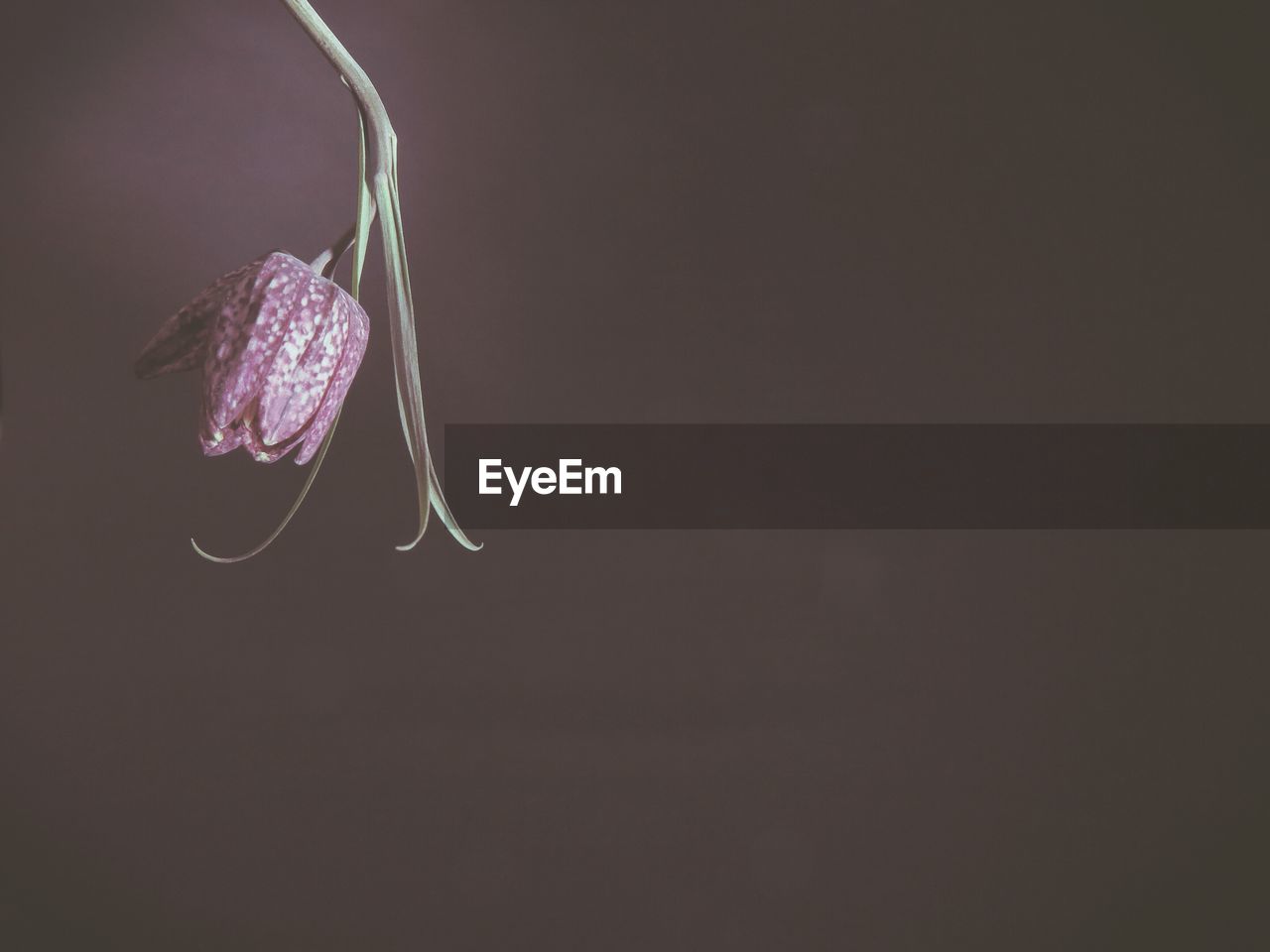 CLOSE-UP OF FLOWERS AGAINST BLACK BACKGROUND