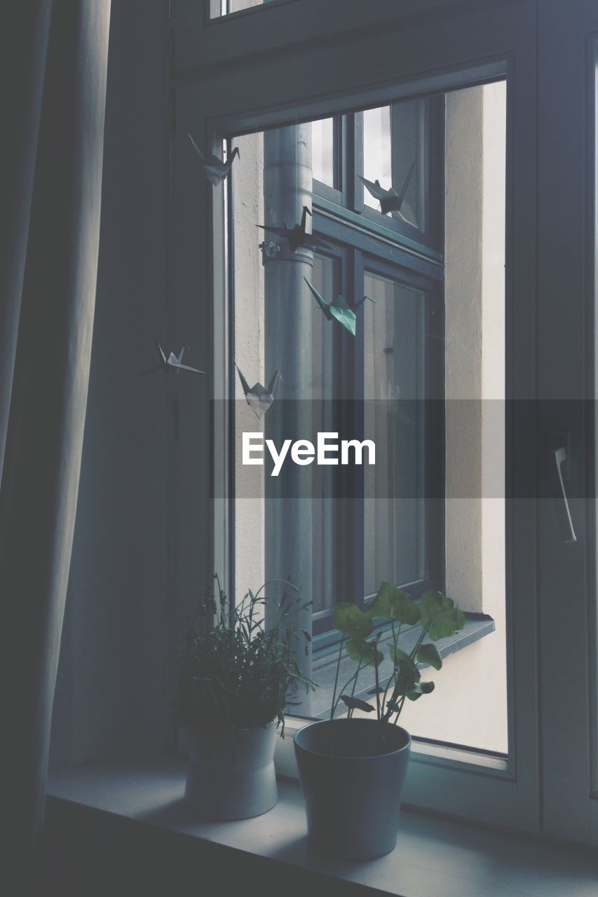 Potted plants on window sill at home