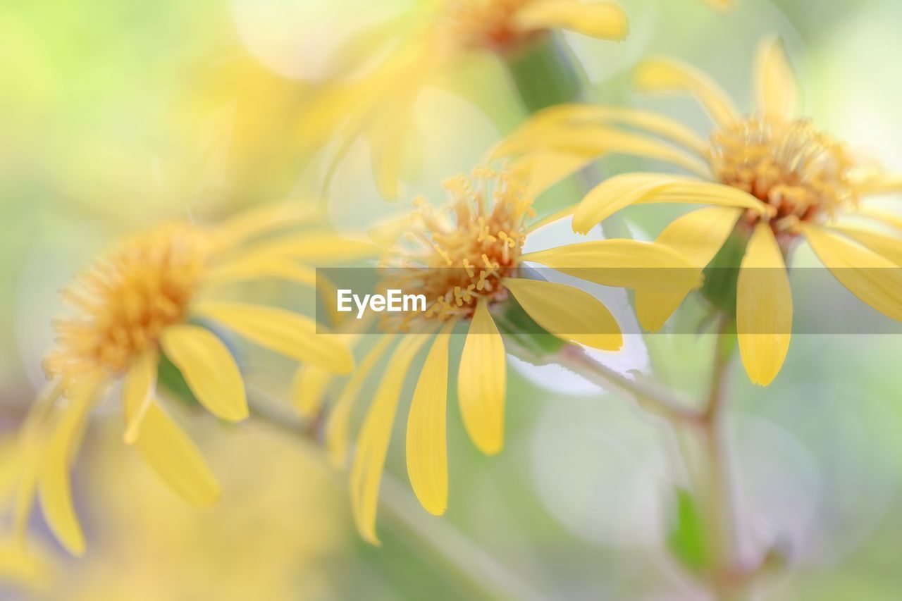 Close-up of yellow flowering plant