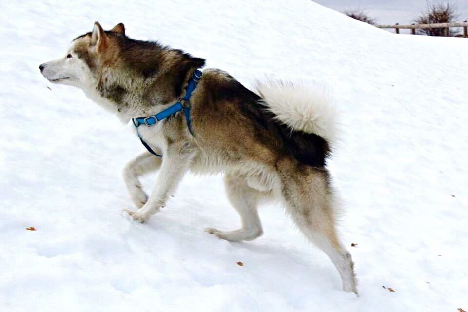 DOG WALKING ON SNOW COVERED FIELD