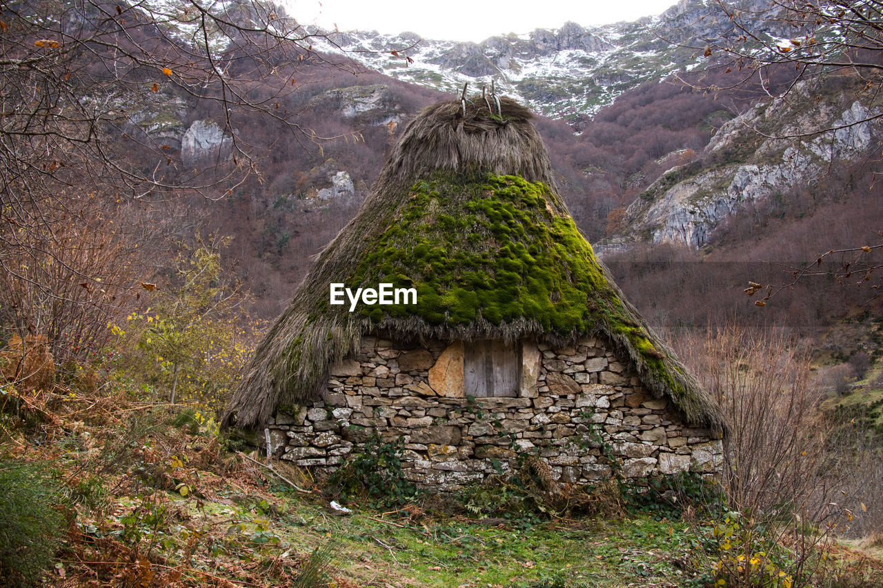 PLANTS GROWING ON ABANDONED BUILDING IN MOUNTAINS