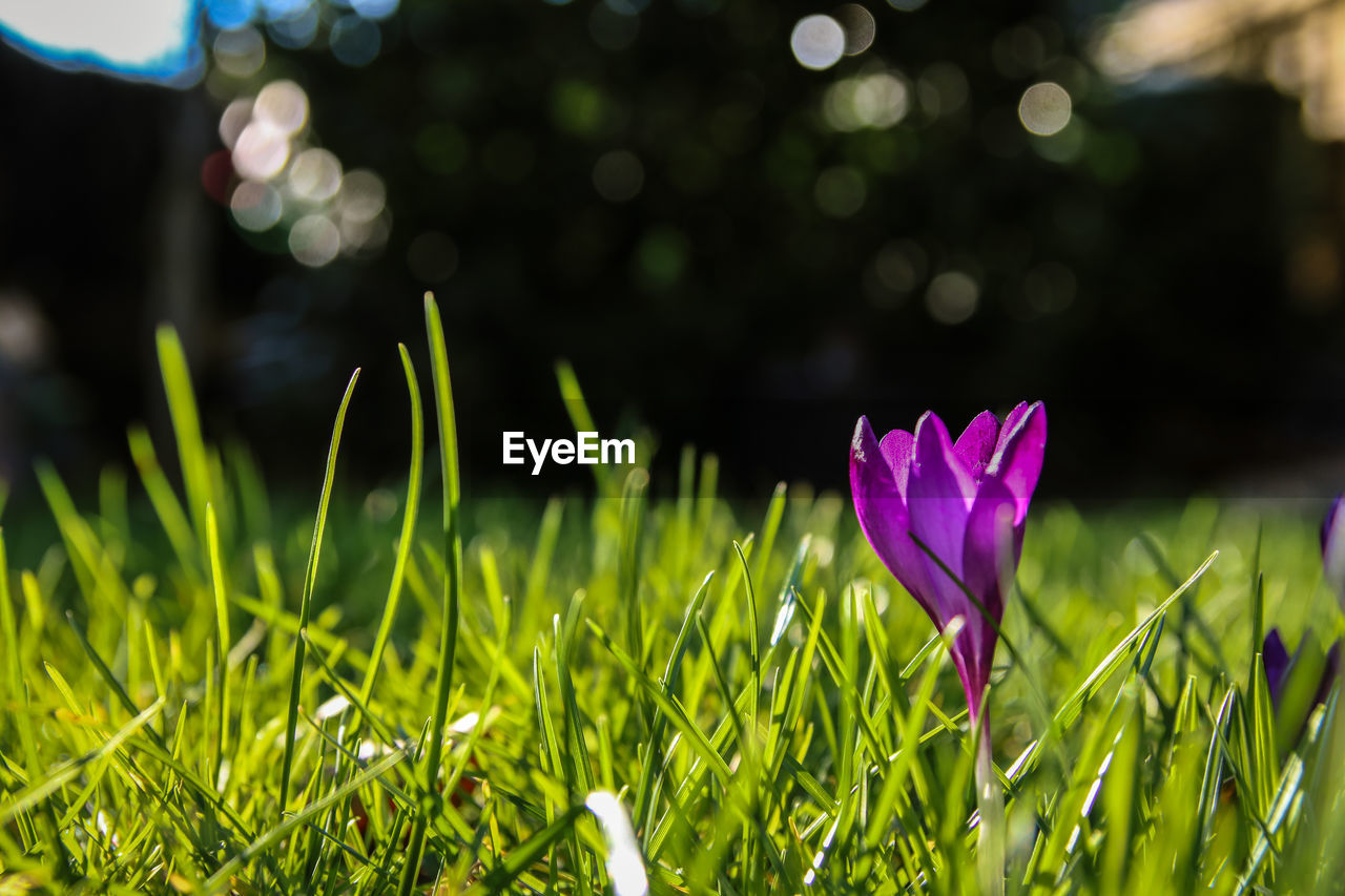 CLOSE-UP OF PURPLE CROCUS FLOWER ON FIELD