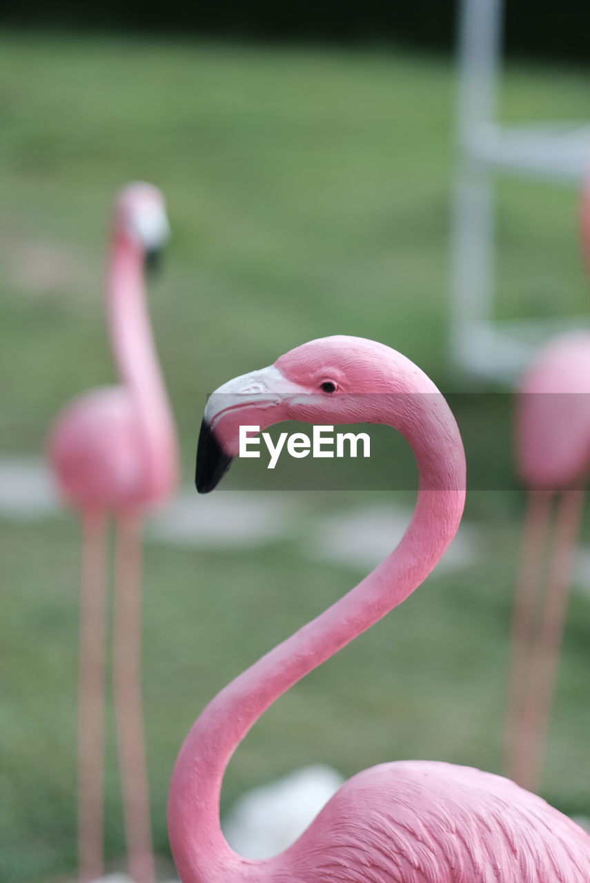 Close-up of a bird