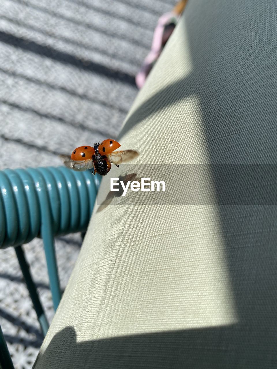 HIGH ANGLE VIEW OF BEE