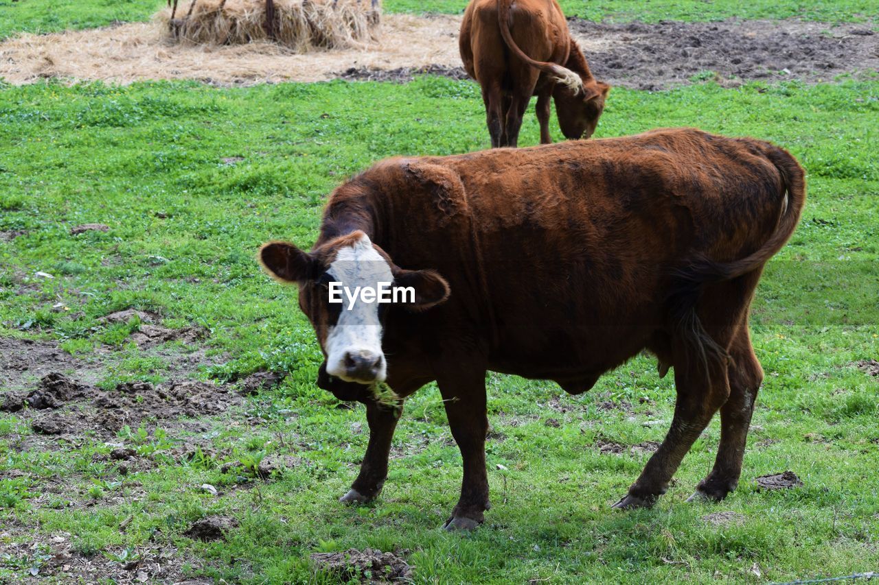 Cow standing on field