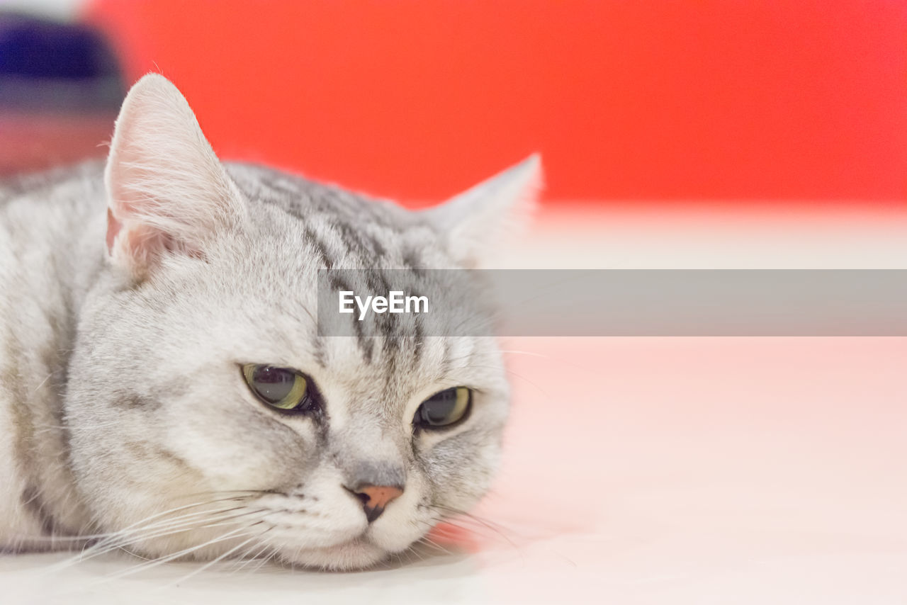 CLOSE-UP PORTRAIT OF TABBY CAT AGAINST RED WALL