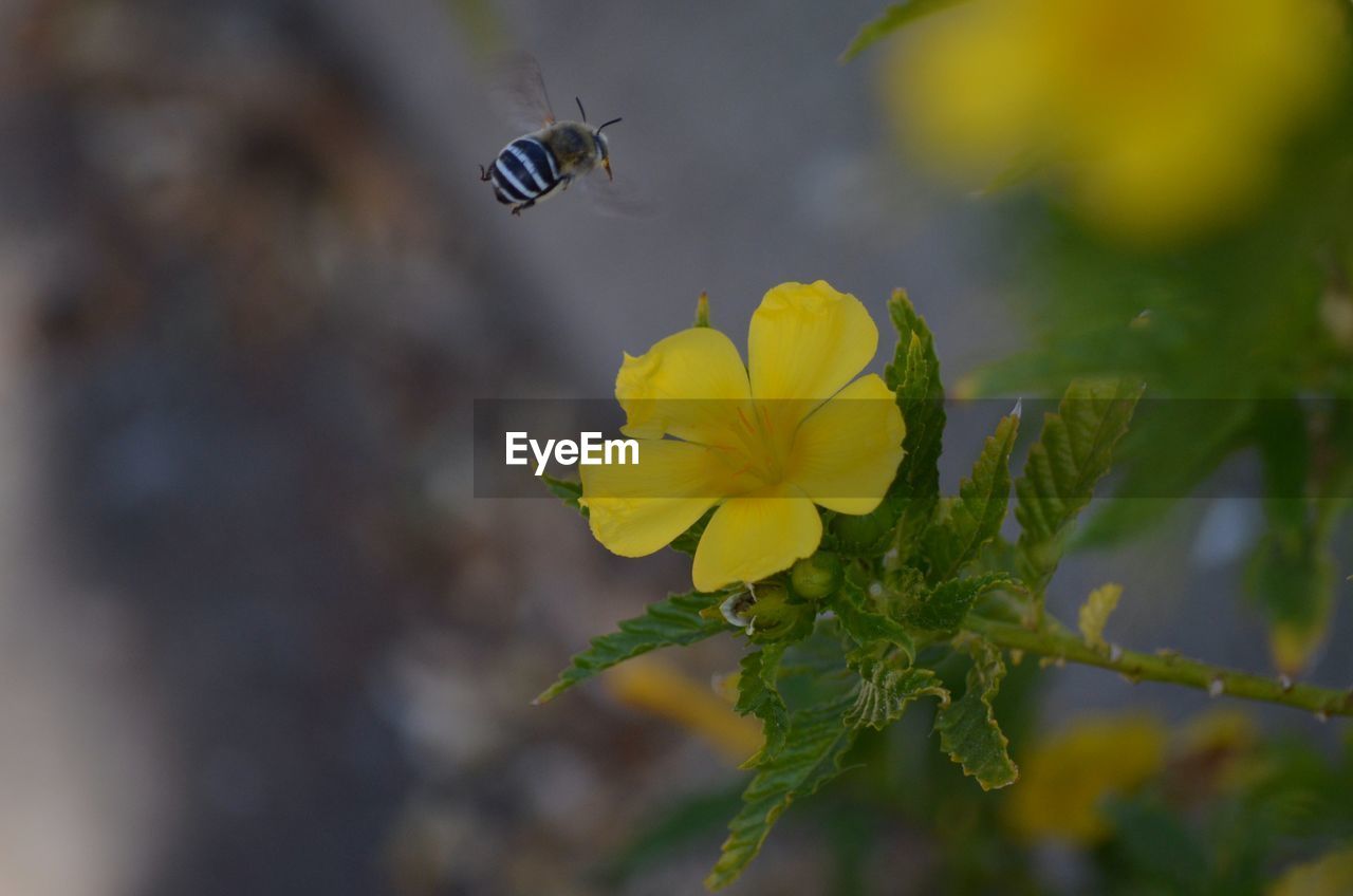 CLOSE-UP OF YELLOW INSECT ON FLOWER