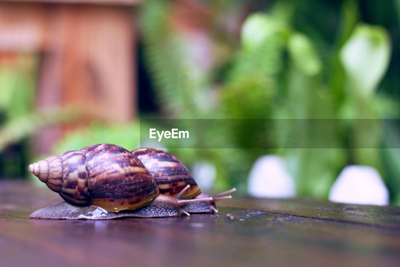 CLOSE-UP OF SNAIL ON A TABLE