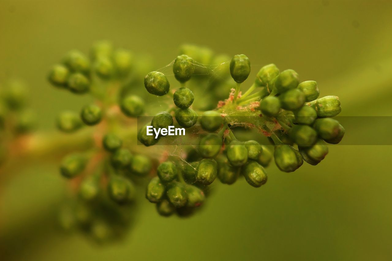 CLOSE-UP OF BERRIES