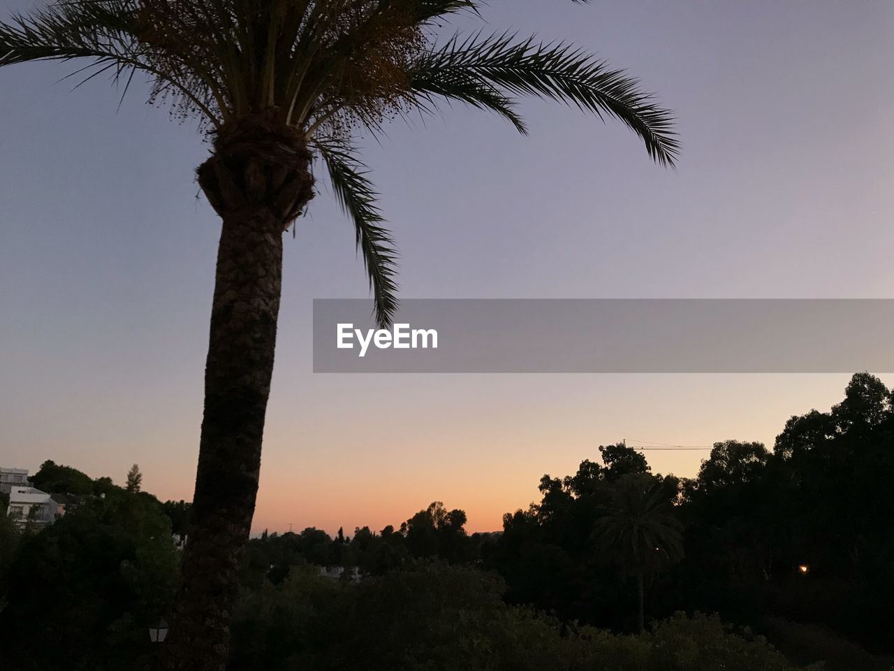 LOW ANGLE VIEW OF COCONUT PALM TREES AGAINST SKY