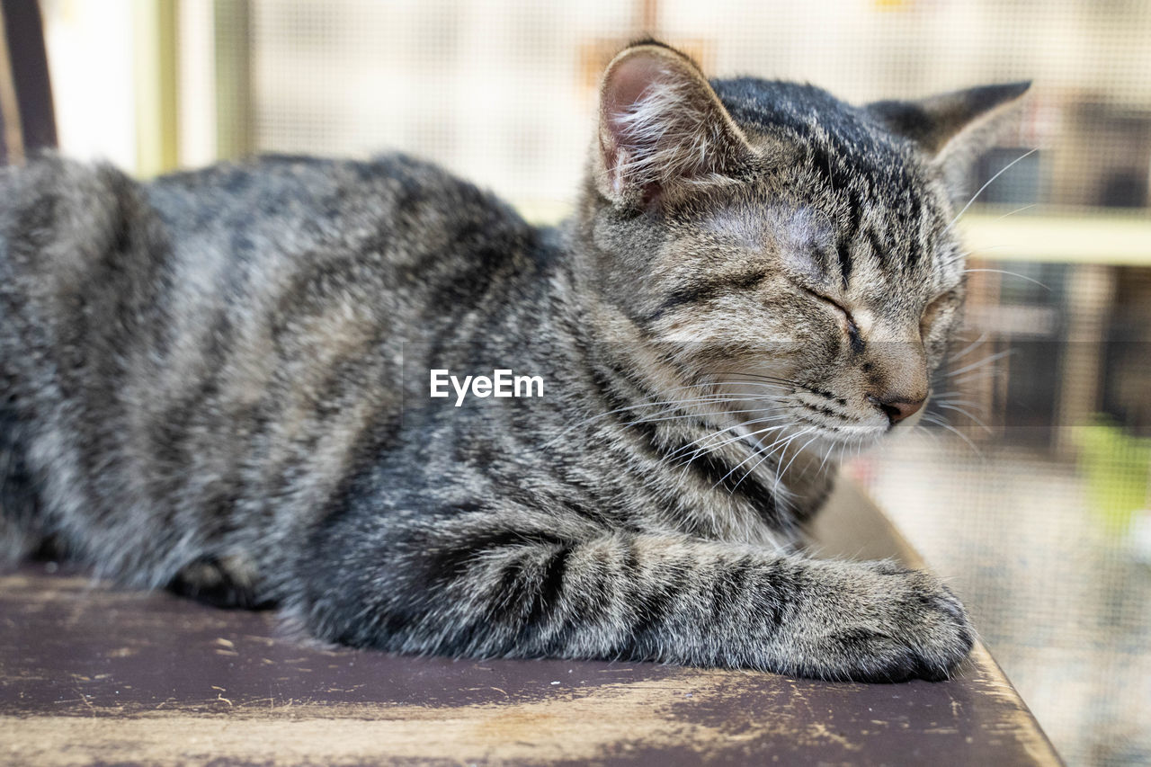 CLOSE-UP OF TABBY SLEEPING CAT