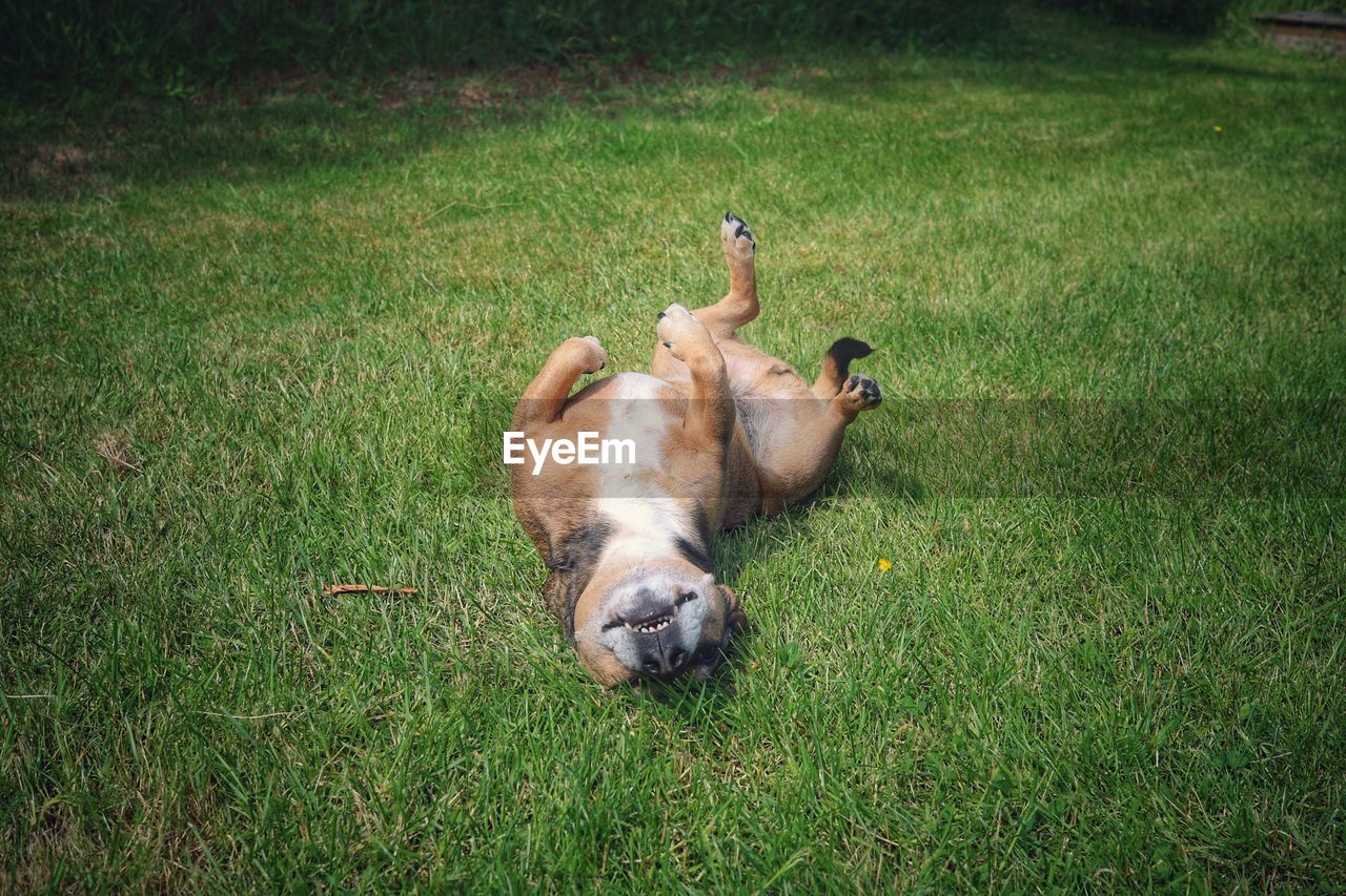 High angle view of a dog on grassy field