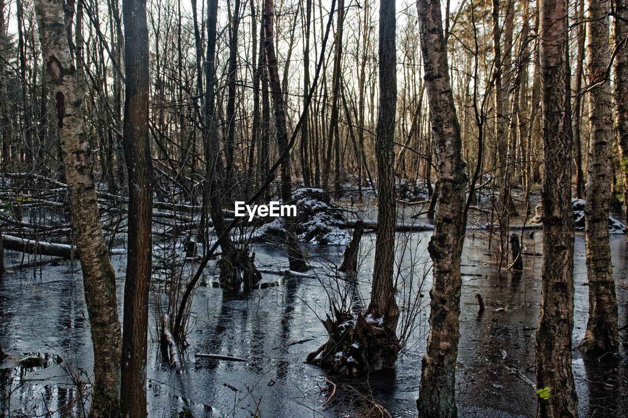 BARE TREES IN FOREST AGAINST SKY DURING WINTER