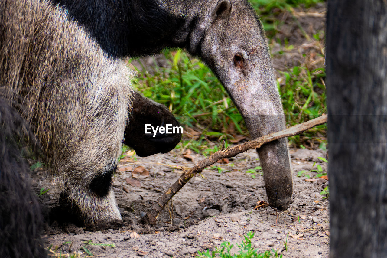 Anteater - scratching its head on a branch