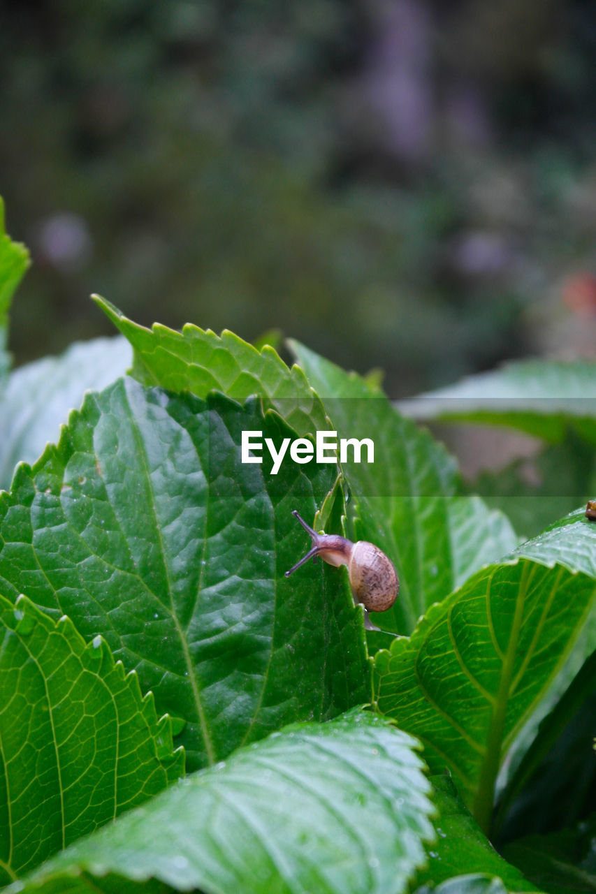 CLOSE-UP OF CATERPILLAR ON PLANT