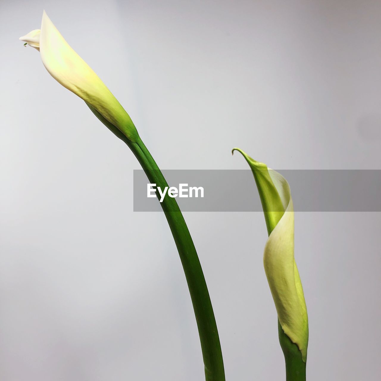 Close-up of green plant