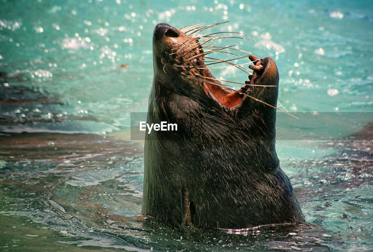 A seal that emerges to breathe