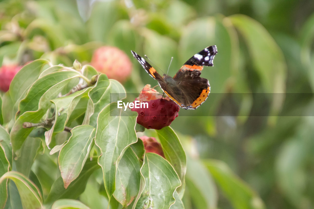 Close-up of butterfly on plant