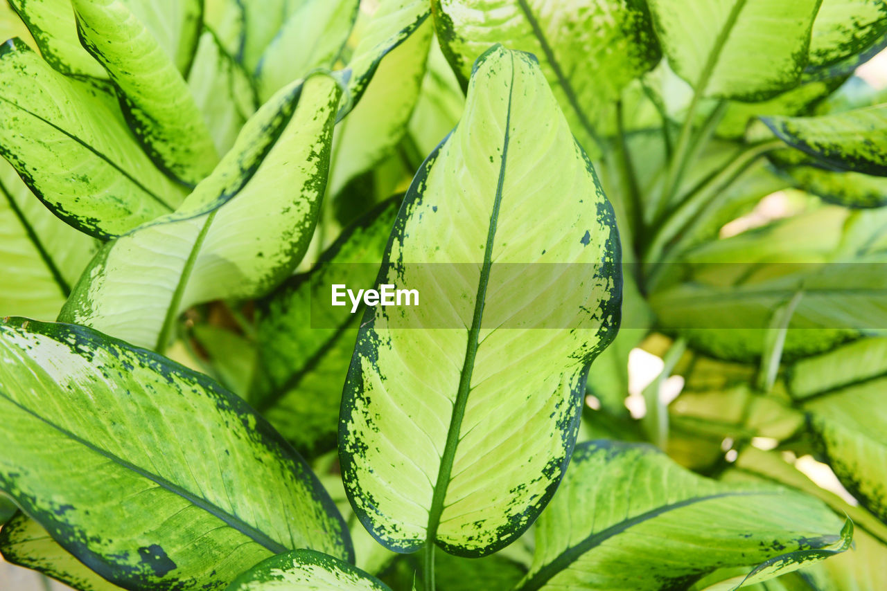 FULL FRAME SHOT OF LEAVES