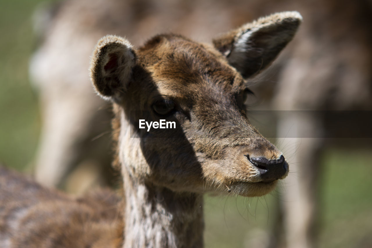Close-up of a fallow deer looking into the camera