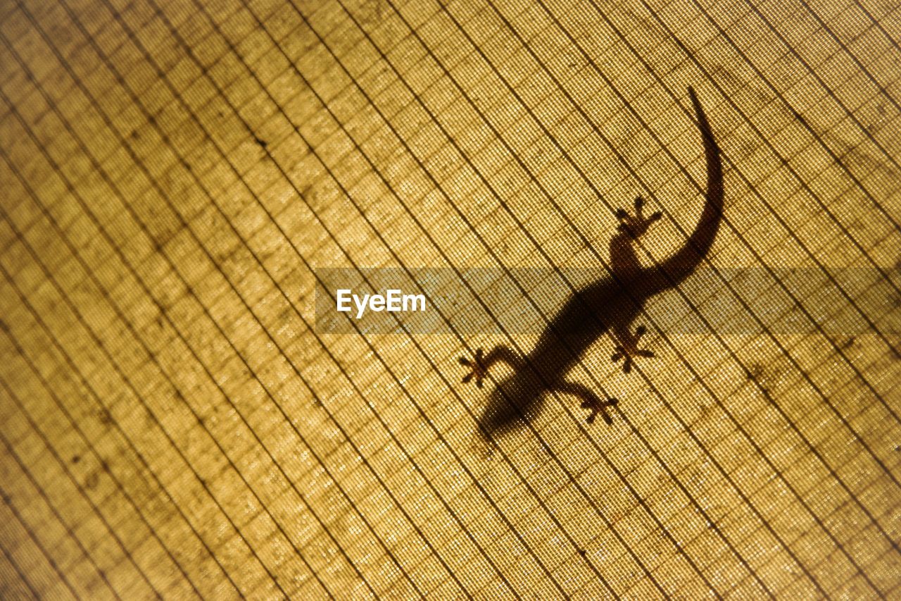 Shadow of lizard on sand